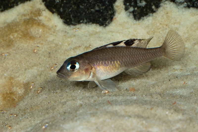 Lamprologus kungweensis 'Burton Bay'